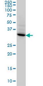 STX4A Monoclonal Antibody (6D1)