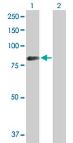 SYK Antibody in Western Blot (WB)