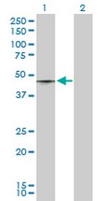 T Polyclonal Antibody, MaxPab™