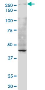 TAF1 Monoclonal Antibody (1G9)