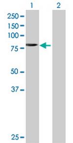 TAF6 Polyclonal Antibody, MaxPab™