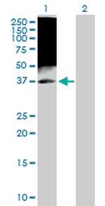 TAF7 Polyclonal Antibody, MaxPab™