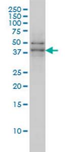 TAF7 Monoclonal Antibody (2C5)