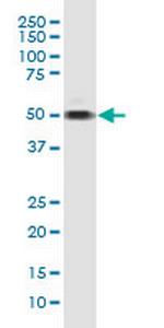 TAF7 Monoclonal Antibody (2C5)