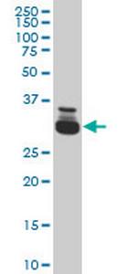 TAF11 Monoclonal Antibody (3H5)