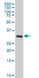 TAF11 Monoclonal Antibody (3G6)