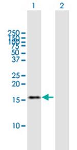 TAF13 Polyclonal Antibody, MaxPab™