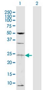 TAF13 Polyclonal Antibody, MaxPab™