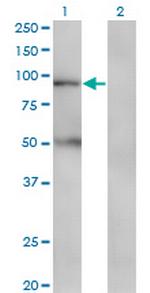 TAP1 Monoclonal Antibody (3D10)