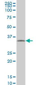 TAZ Antibody in Western Blot (WB)