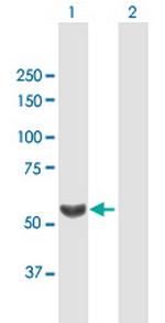 TBL1X Polyclonal Antibody, MaxPab™