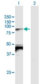 TBX2 Polyclonal Antibody, MaxPab™