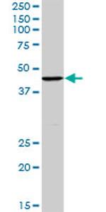 TCEA3 Antibody in Western Blot (WB)
