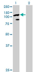 TCEB3 Antibody in Western Blot (WB)