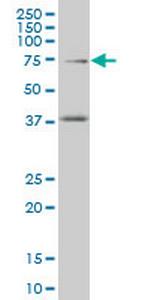 TCF4 Monoclonal Antibody (3H4)