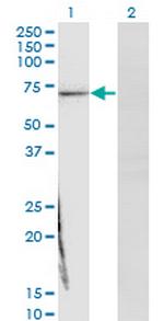 TCF2 Monoclonal Antibody (4D2)