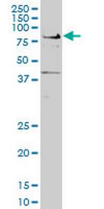 TCF7L2 Monoclonal Antibody (1A9)