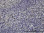 TCF12 Monoclonal Antibody (2E9)