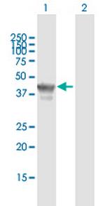 TCF19 Polyclonal Antibody, MaxPab™