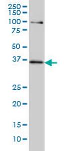 TCF19 Monoclonal Antibody (6D8)