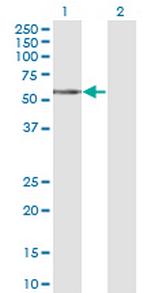 TCN1 Monoclonal Antibody (3F10)