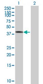 TCP10 Polyclonal Antibody, MaxPab™