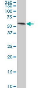 TEAD4 Monoclonal Antibody (5H3)