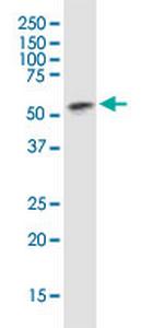 TEAD4 Monoclonal Antibody (5H3)
