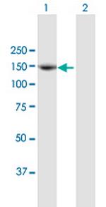 TEK Polyclonal Antibody, MaxPab™