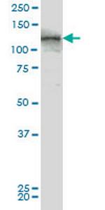 TEK Monoclonal Antibody (3C1)