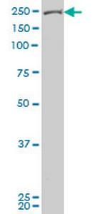 TEK Monoclonal Antibody (4G10)