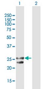 TFAM Polyclonal Antibody, MaxPab™