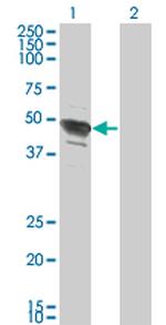 TFAP2B Antibody in Western Blot (WB)