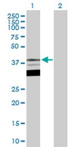 TFAP4 Polyclonal Antibody, MaxPab™