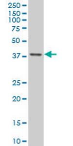 TFAP4 Antibody in Western Blot (WB)