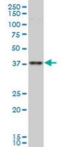 TFAP4 Monoclonal Antibody (7C5)