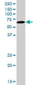 TFCP2 Antibody in Western Blot (WB)