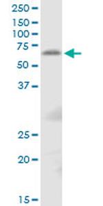 TFCP2 Antibody in Western Blot (WB)