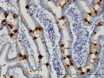 TFF3 Monoclonal Antibody (3D9)