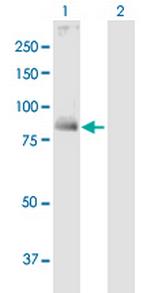 TGM1 Polyclonal Antibody, MaxPab™