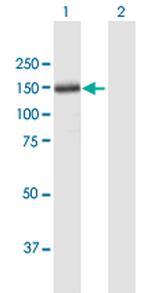 THBS4 Polyclonal Antibody, MaxPab™