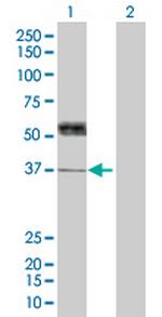 THPO Polyclonal Antibody, MaxPab™