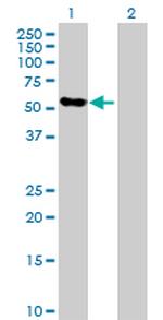 THPO Polyclonal Antibody, MaxPab™