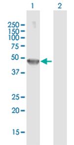 THRA Polyclonal Antibody, MaxPab™