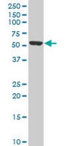 KLF10 Monoclonal Antibody (4F9)