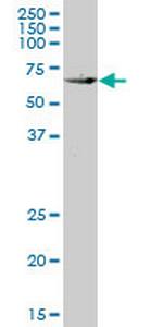 KLF10 Antibody in Western Blot (WB)
