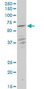 KLF10 Monoclonal Antibody (1H3)