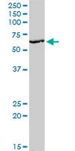 KLF10 Antibody in Western Blot (WB)
