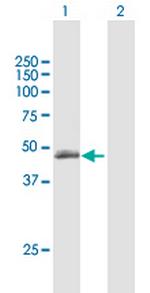 TLL1 Polyclonal Antibody, MaxPab™