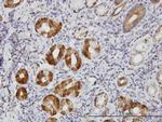 TLN1 Monoclonal Antibody (5C1)